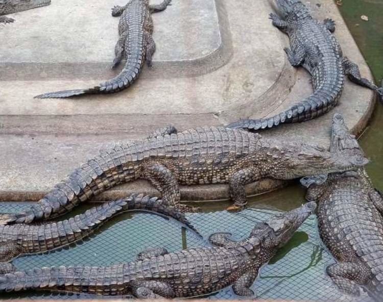 Samut Prakan Crocodile Farm and Zoo